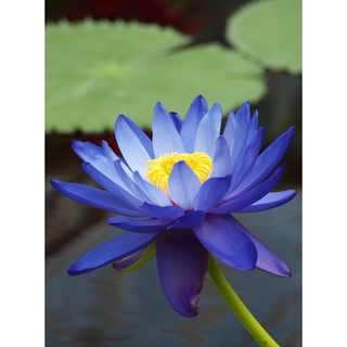 100 เมล็ด เมล็ดบัว สีน้ำเงิน นำเข้า บัวนอก สายพันธุ์เมล็ดบัว Waterlily Nymphaea Seeds