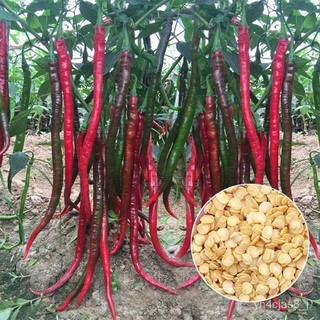 （อัตราการปลูกสูง）Chinese Long Pepper Seeds (50 Pcs/Pack) Kitchen Seasoning Plant Garden Organic Long Line Chili Seeds Fl