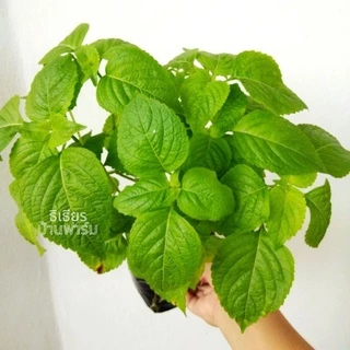 🌱ต้นยี่หร่า🌱ต้นกระเพราควาย🌱(ปลูกด้วยวิธีปลอดสารพิษ)กลิ่นหอมมากๆ ในถุงดำขนาด 6 นิ้วพร้อมปลูก