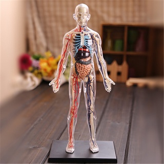 Human Anatomy Model 4D MASTERปริศนาประกอบของเล่น1:6แบบจำลองการสอนกายวิภาคของอวัยวะภายในของมนุษย์ที่โปร่งใส OP3F