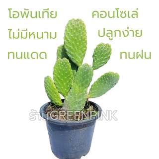 โอพัน​เทีย​คอนโซเล่​ Opuntia​ consolea​ เสมา ไร้หนาม กระบองเพชรไร้หนาม โอพันเทียไม่มีหนาม ไม่มีหนาม