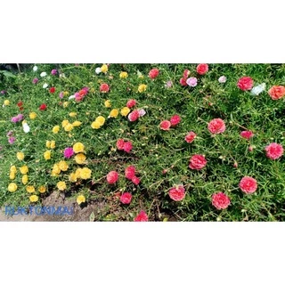 แพรเซี่ยงไฮ้ ขายเป็นกิ่ง กิ่งละ 1 บาท มีหลากหลายสีให้เลือก (ซื้อขั้นต่ำ 20 กิ่ง)