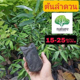 ต้นลำดวน ลำดวน ไม้มงคล ตระกูลเดียวกับ ต้นบุญนาค ต้นบุนนาก