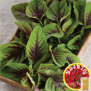 1000 Red and Green Amarantha/Bayam Spinach Seeds Non GMO ship in 2days fr SGแอปเปิ้ล/บ้านและสวน/กระโปรง/ผู้ชาย/คื่นฉ่าย/