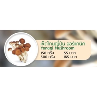 เห็ดโคนญี่ปุ่น สด ปลอดสาร organic 100% by Fresh and Friendly Farm**สำหรับพื้นที่กทม และปริมณฑลเท่านั้น**