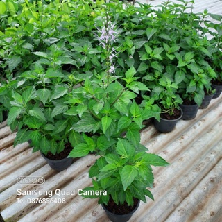 หญ้าหนวดแมว,Java tea, Kidney tea plant, Cats whiskers