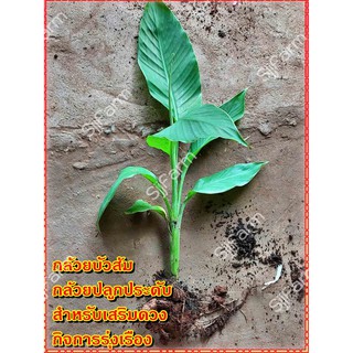 กล้วยบัวส้ม (Flowering banana) เป็นต้นขุดสด จัดส่งขนาดคละไซส์ ขุดตามออเดอร์ จัดส่ง 1-3 วันได้รับสินค้า