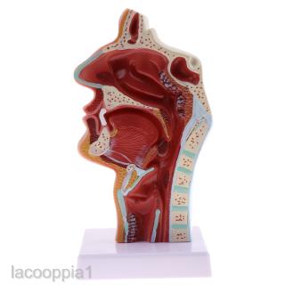 [lacooppiafeMY] Pathology Human Nasal Oran Cavity Throat Model Anatomy Study Lab Equipment GCGB