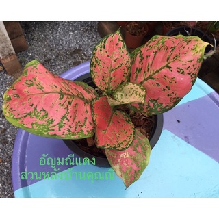 ต้นอัญมณีแดง(Aglaonema ) ไม้ประดับ ไม้มงคล