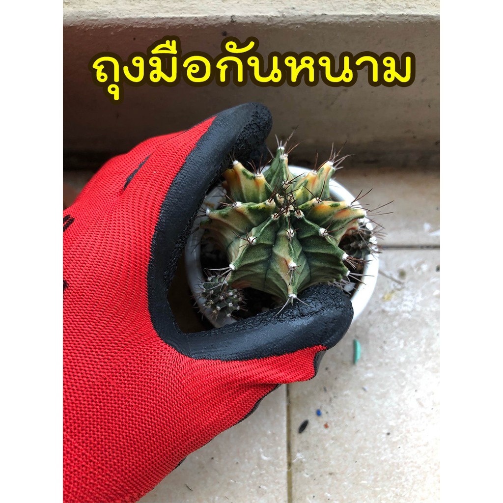 ถุงมือกันหนาม ปลูกกระบองเพชร กันหนามแคคตัส หนามชะอม ทำสวน กันลื่น