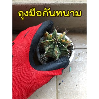 ถุงมือกันหนาม🌵 ปลูกกระบองเพชร กันหนามแคคตัส หนามชะอม ทำสวน กันลื่น