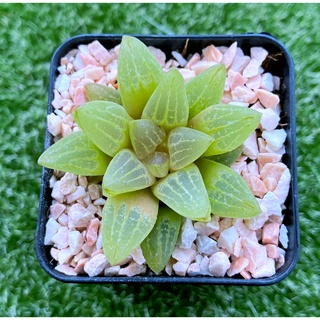 Haworthia turgida ‘Gold Rush’ A084