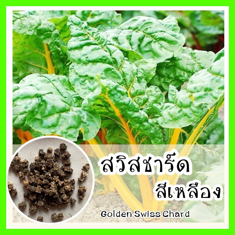 พร้อมส่ง รหัส 086 เมล็ดพันธุ์แท้ OP แท้ สวิสชาร์ต สีเหลือง - Golden Swiss Chard เมล็ดสวิสชาร์ด สวิสชาร์ต สวิสชาร์ด
