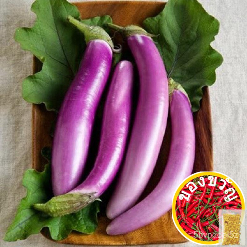 20pcs Eggplant Seeds Organic Vegetable Seeds Black Eggplant Nutritious and Delicious Fresh Vegetable