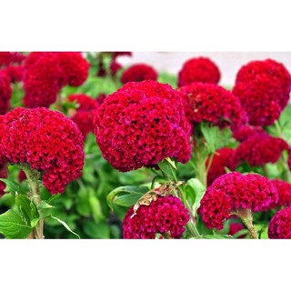 เมล็ดพันธุ์ ดอก หงอนไก่ สีแดง ( Red Celosia Cristtata)บรรจุ 100 เมล็ด