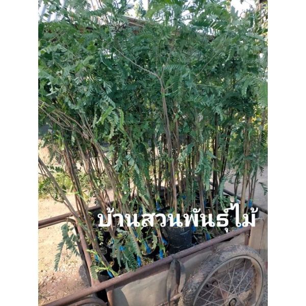 ต้นมะขามหวานพันธุ์สีทองเพชรบูรณ์ทาบกิ่ง