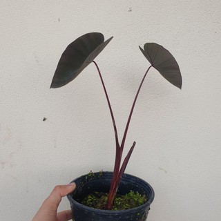 colocasia Black magic หน่อสด