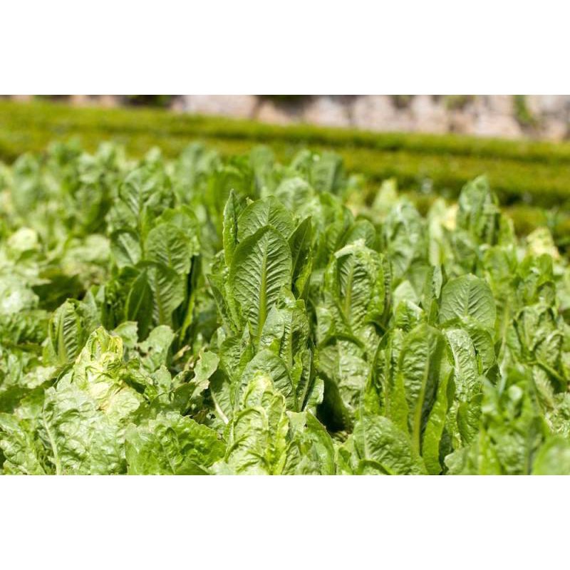 (เมล็ดดอกไม้)ปลูกได้ทั่วไทย ปลูกง่าย Asparagus Lettuce Seeds บรรจุ 200