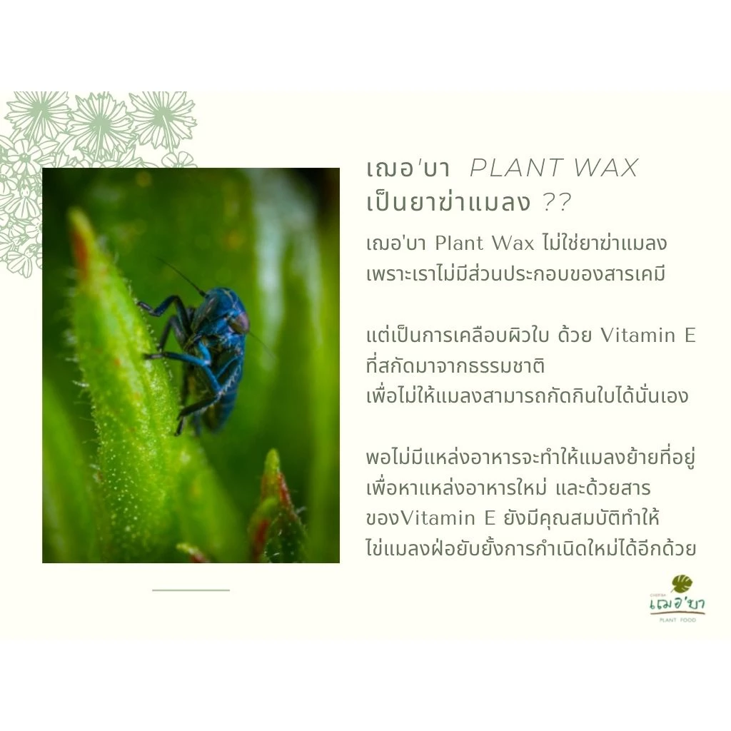 [ ส่งฟรี 🔥 ] เฌอบา อาหารเสริมต้นไม้ เคลือบผิวใบ Wax ด้วยวิตามิน E สเปรย์บำรุงใบ สเปรย์บำรุงต้นไม้ อาหารพืช 450 ML thumbnail 8