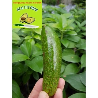 ต้นอโวคาโด้เสียบยอด พันธุ์ไร้เมล็ด เวียดนาม (Seedless Avocado tree) ผลดก หวานมัน