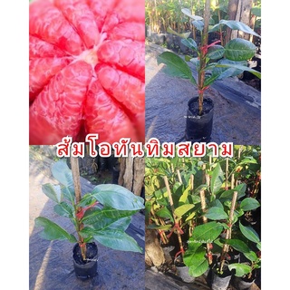 ต้นพันธุ์ ส้มโอทับทิมสยามพันธุ์แท้(เสียบยอด)(รับประกันสินค้าชำรุดเคลมฟรี)