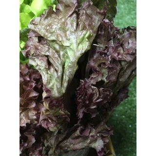 กรีนโอ๊ค เรดโอ๊ค ไฮโดรโปนิกส์ ปลอดสาร🥗 - ผักสลัด กรีนโอ๊ก เรดโอ๊ก กรีนโอก กรีนโอ้ก ผักผลไม้สด
