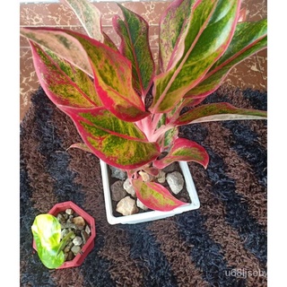 ถูก ใหม่ สายพันธุ์1แพ็ค (3)Aglaonema Red lipstick with50 เมล็ด (ไม่ใช่พืช/นี่มันเมล็ดพืช ) I5UY