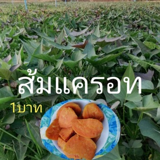 กิ่งพันธุ์มันเทศ พันธุ์แครอท100กิ่ง/ชุด =100บาท