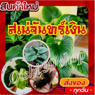 สินค้ามาแรง!!!เสน่ห์จันทร์เงิน แม่พันธุ์ด่าง ด่างชัว100% รับประกัน ขายแบบหน่อติดตาโตติดราก (1หน่อ/แพ็ค)