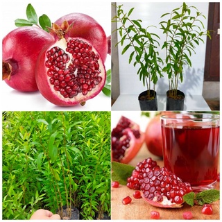 ต้นทับทิม ต้นกล้าทับทิม(เพาะเมล็ด) พิลา พิลาขาว มะก่องแก้ว Pomegranate UNICACEAE (สินค้าพร้อมส่ง)