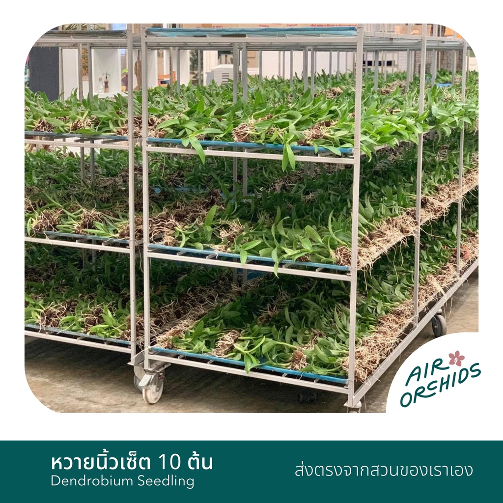 กล้วยไม้หวายนิ้ว (Dendrobium)-เซ็ตละ 10 ต้น (กระถาง 1 นิ้ว) ราคา ถูกที่สุด ดีลบีเคเค แกลเลอรีภาพที่ 6