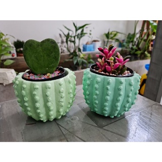 มาใหม่‼️กระถางปูน ลายแคคตัส🌵 เคลือบเงา💫 น่ารักมากๆครับ🥰