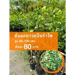 ต้นมะนาวแป้นรำไพ ต้นละ 80 บาท