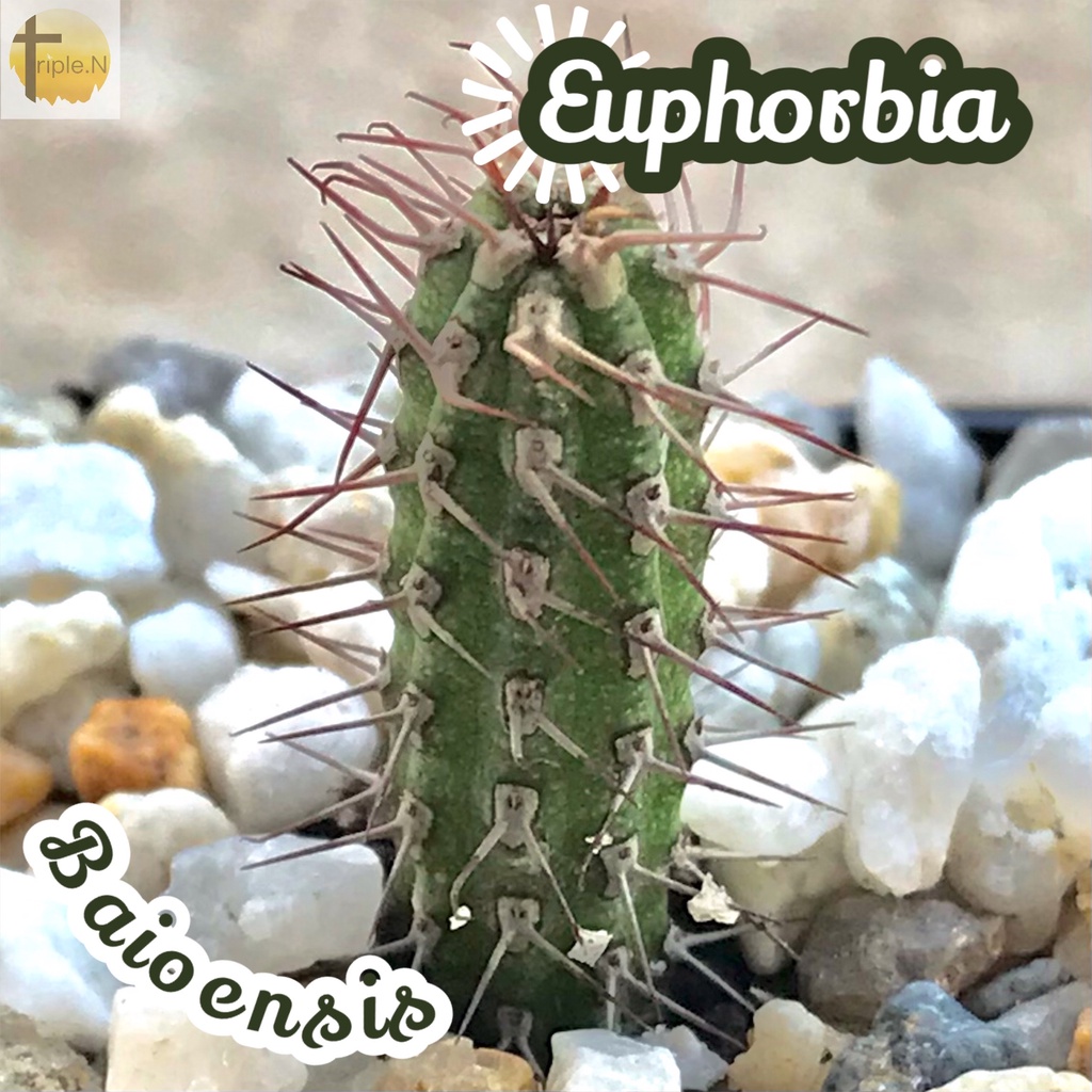 [ยูโฟเบียหนอนชาเขียว] Euphorbia Baioensis ส่งพร้อมกระถาง แคคตัส Cactus Succulent ไม้อวบน้ำ พืชอวบน้ำ หนาม โขด