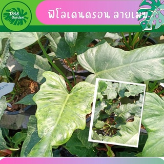 ฟิโลเดนดรอน ลายเมฆ  Philodendron Minarum ต้นไม้ฟอกอากาศ ต้นไม้ประดับ กระถาง 8 นิ้ว