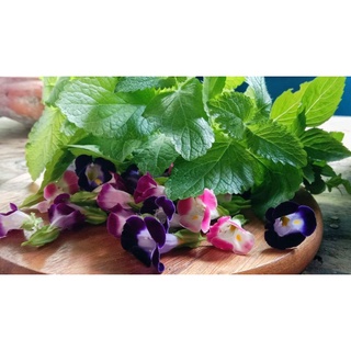 Edible Flowersเมล็ดดอกไม้กินได้  แววมยุราคละสี 50เมล็ด 20บาท