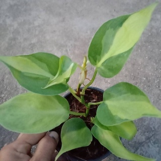 พลูบราซิล 3 สี หรือพลูเรือนแก้ว พลูบราซิลใบด่าง (Philodendron Brasil) ในกระถาง 4”