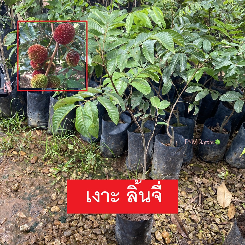 ต้นเงาะลิ้นจี่ เงาะปูลาซัน Pulasan เพาะเเบบติดตา ไม้ผลหายาก ขายราคาถูก พร้อมส่ง (*รับประกันสินค้า)