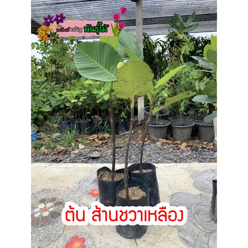 ต้นส้านชะวาเหลือง ไม้ดอก พร้อมส่ง สำคัญกรุณาสั่งซื้อในเวลา12:00น.-00:00น.