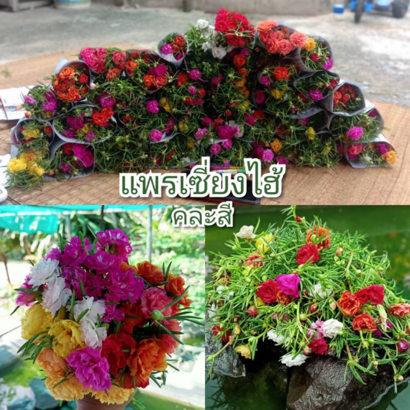 แพรเซี่ยงไฮ้ กิ่งพันธุ์ ตัดกิ่งยาวอวบ(คละทุกสี)กิ่งดอกคุณนายตื่นสาย ราคา ถูกที่สุด ดีลบีเคเค แกลเลอรีภาพที่ 3