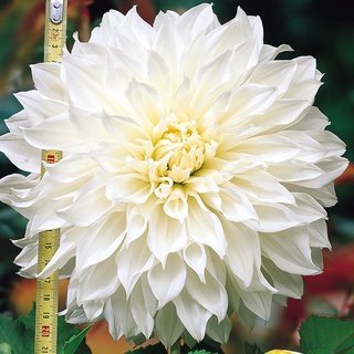 1 หัว/ออเดอร์ รักเร่ Dahlia สายพันธุ์ White Perfection หัวรักเร่