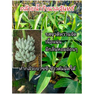 ต้นกล้วยน้ำว้า กล้วยน้ำว้านวลจันทร์ รสชาติหวานจัด เนื้อแน่น มีกลิ่นหอมอ่อนๆ (พร้อมปลูก)