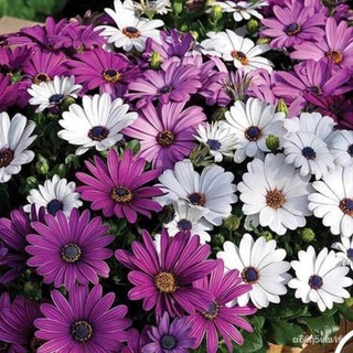 （มีของแจก）(เมล็ดพันธุ์แท้)เมล็ดพันธุ์ เดซี่แอฟริกา คละสี Mixed African Daisy เมล็ดพันธุ์นำเข้าแท้ 100% นำไปขยายพันธุ์ต่อ