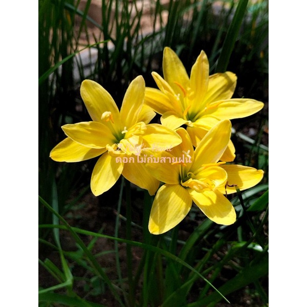 บัวดิน Z.Yellow Lineชุดละ3หัว50บาท