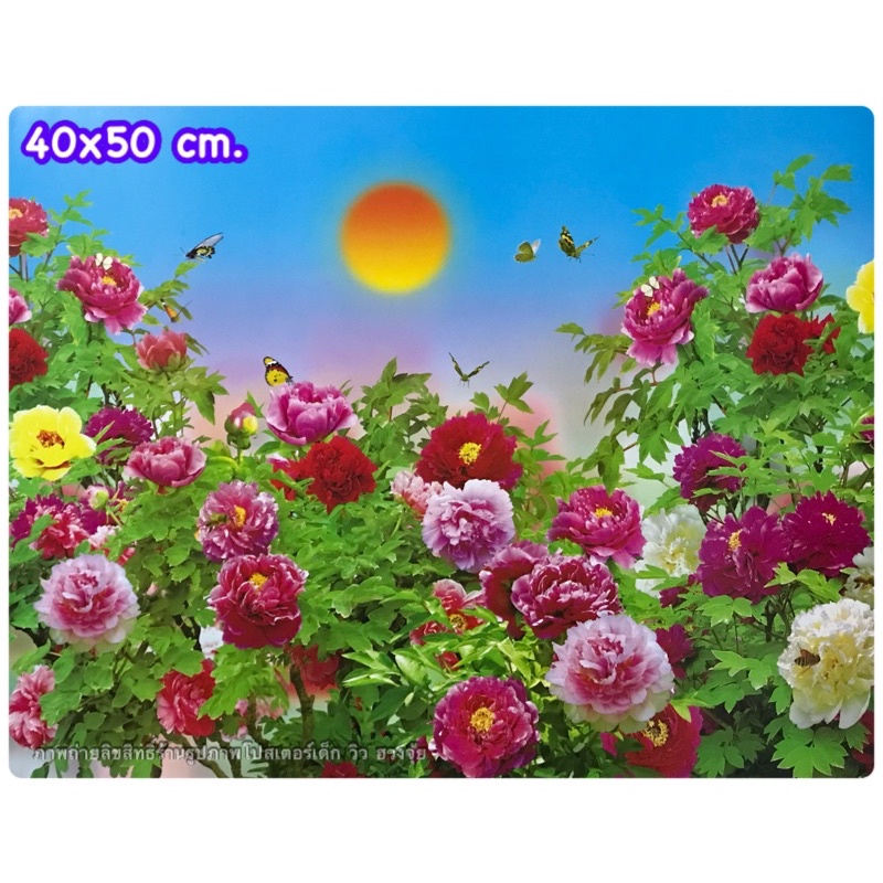 รูปภาพดอกโบตั๋น ภาพโปสเตอร์ ขนาด 15*21 นิ้ว ไม่ใช่สติ๊กเกอร์