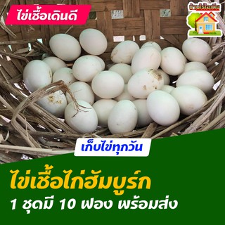 ไข่เชื้อไก่ฮัมบูร์ก สำหรับการฟัก 10 ฟอง