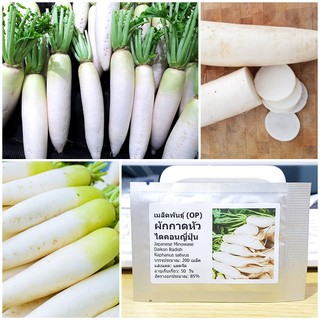 เมล็ดพันธุ์ ผักกาดหัว ไดคอนญี่ปุ่น Japanese Minowase Daikon Radish Seed บรรจุ 200 เมล็ด ของแท้ 100%