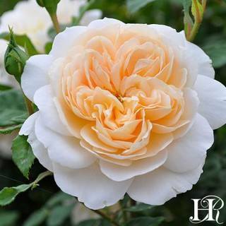 เมล็ดพันธุ์ กุหลาบ สีแชมเปญ Champagne Rose Seeds ดอกเล็ก ต้นไม้แคระ นำเข้าจากต่างประเทศ 30 เมล็ด