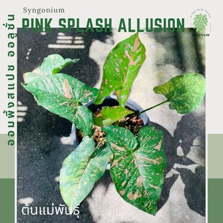 ซิงโกเนียม พิ้งสแปช ออลูชั่น | ซิงโกเนียม ออลูชั่น syngonium pink splash allusion ไม้แรร์ ไม้หายาก ไม้สะสม ไม้มงคล