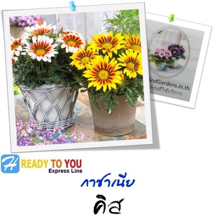 พระจันทร์ทรงกรด  (Gazania) กาซาเนีย คิส  10 เมล็ด (จาก Syngenta Flowers)